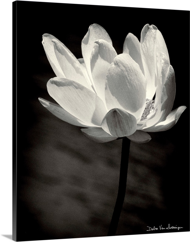A black and white photograph of a white flower almost looking as if its glowing.