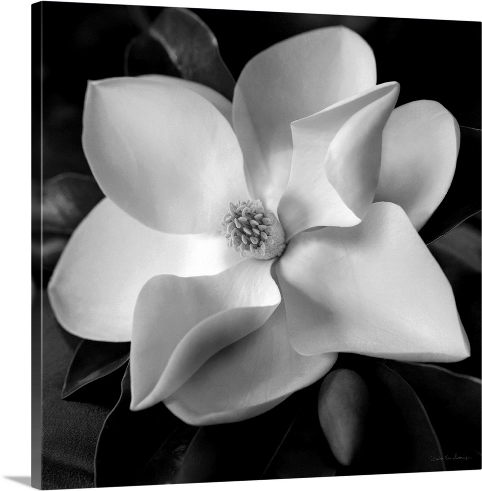 Magnolia Wall Art, Canvas Prints, Framed Prints, Wall Peels Great Big