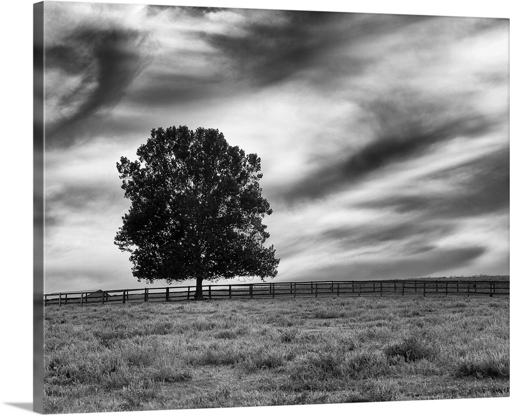A lone tree stands marvelously against  a simple field with stormy clouds above in this photo.