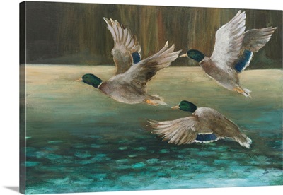 Mallard Flight