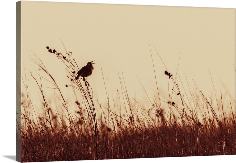 Meadowlark Call Antique