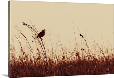 Meadowlark Call Antique