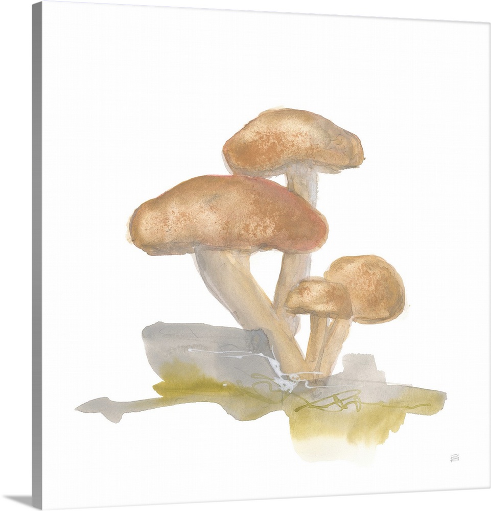 Mellow Mushrooms IV