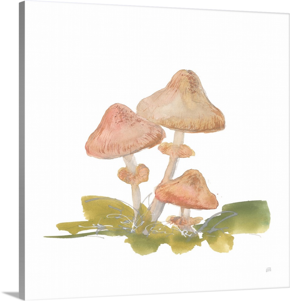 Mellow Mushrooms V