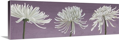 Morning Chrysanthemums V Lavender