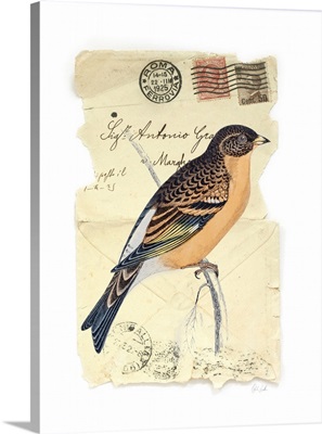 Mountain Finch