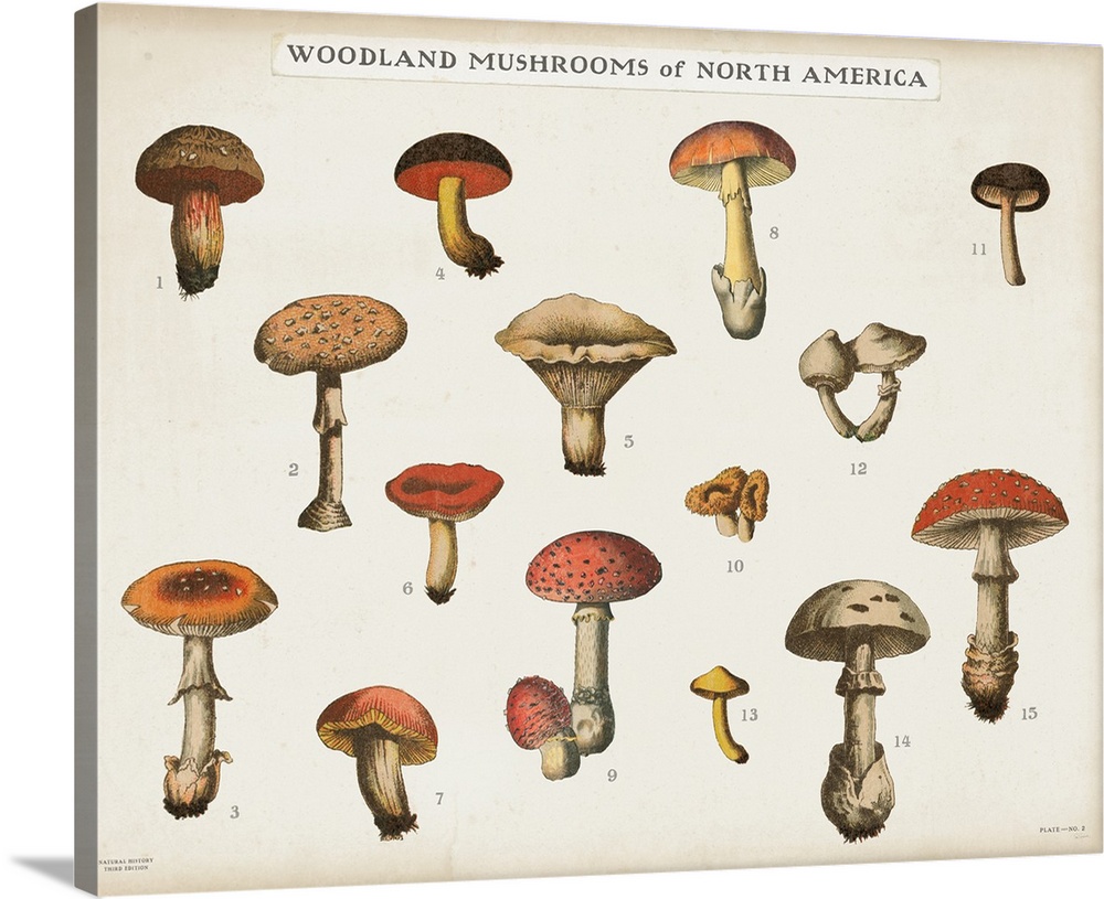 Horizontal Woodland Mushrooms of North America chart with a white background.