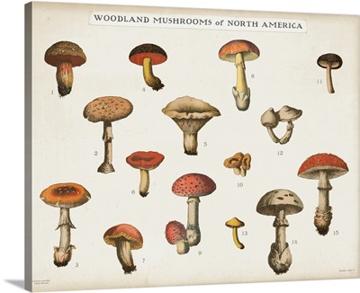 Mushroom Chart I light