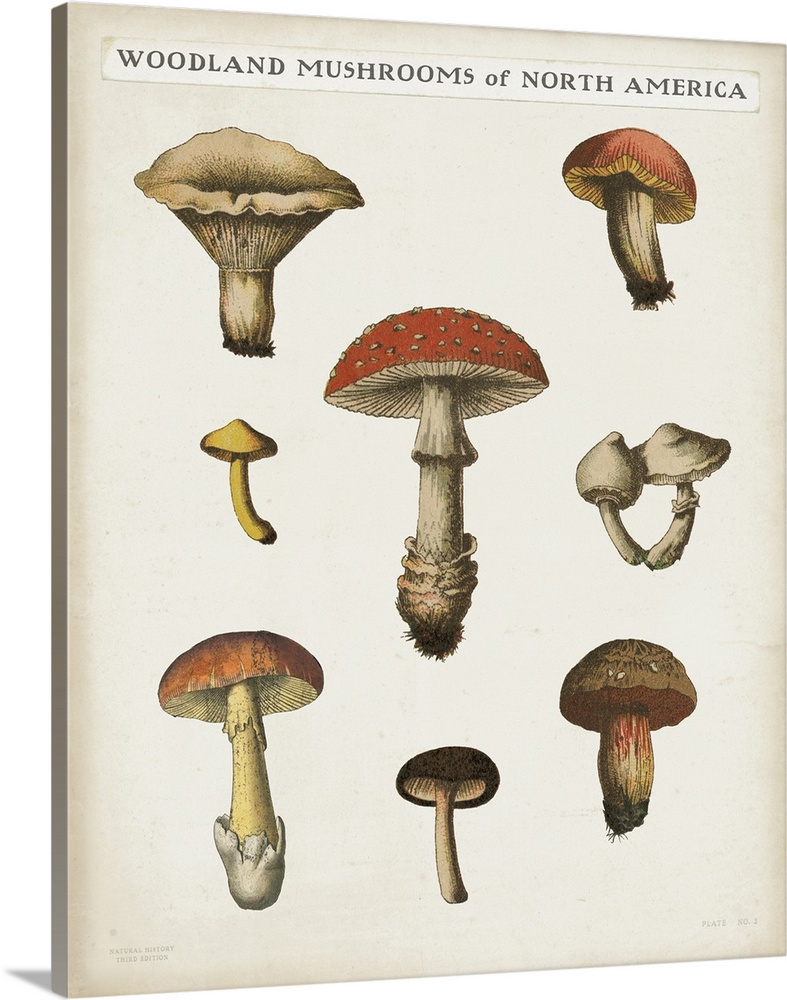 Mushroom Chart II Light
