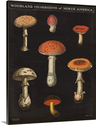 Mushroom Chart III