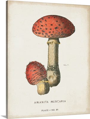 Mushroom Study I