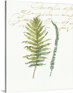 My Greenhouse Fern I image thumbnail