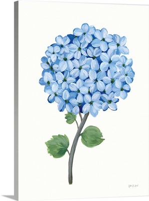 Nantucket Blue Hydrangea I