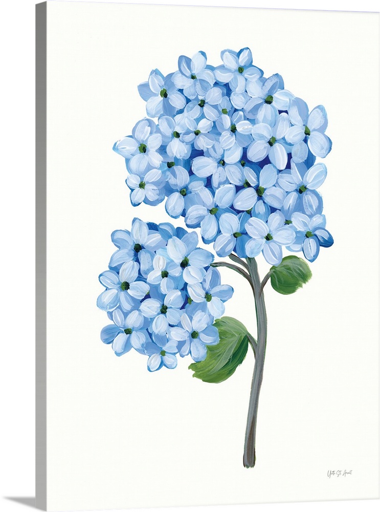 Nantucket Blue Hydrangea II