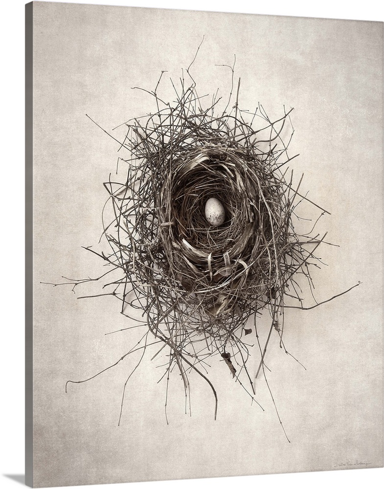 Antique style photograph of a bird's nest with a single egg inside.