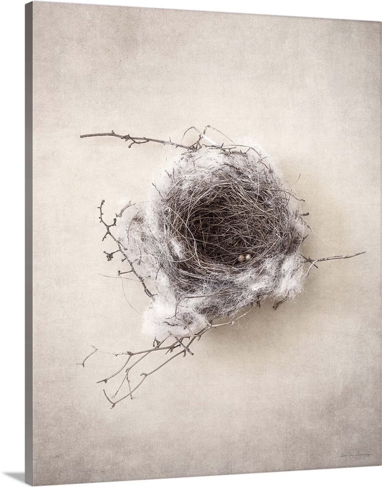 Antique style photograph of an empty bird's nest.