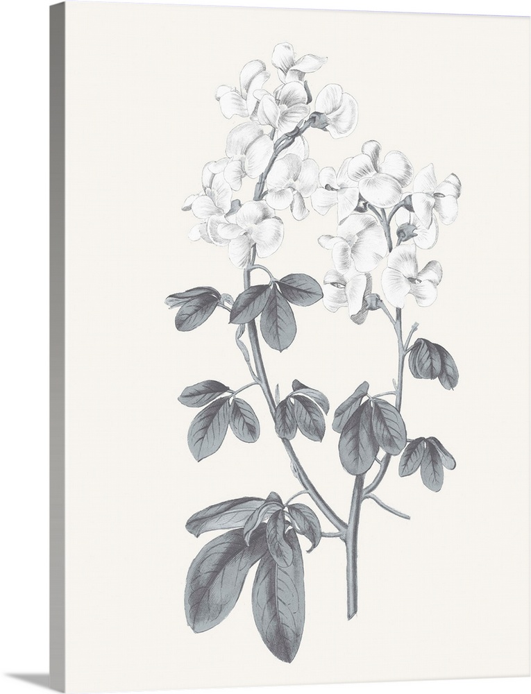Black and white sweet pea flowers on a neutral colored background.
