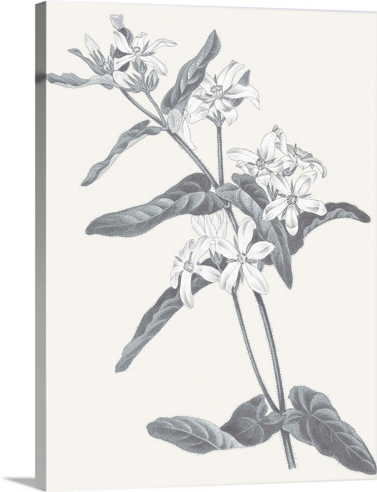 Black and white painting of flowers on a neutral colored background.