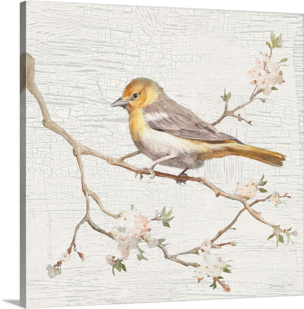 Square vintage illustration of a Northern Oriole perched on a branch with flowers on a texture white and gray background.