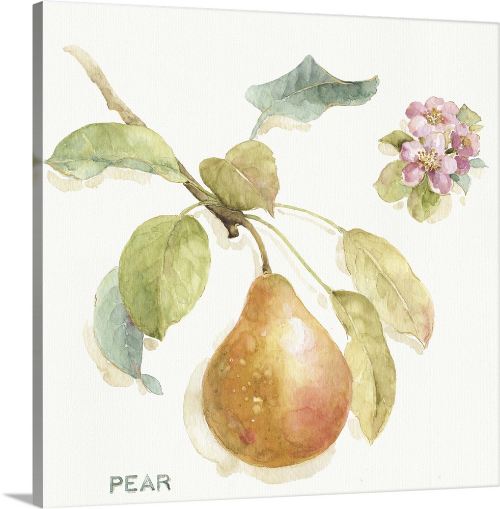 Watercolor illustration of a pear hanging off a branch.