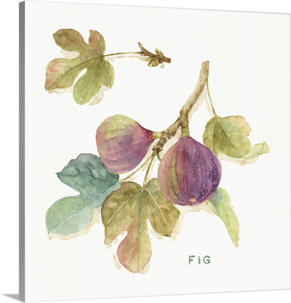 Watercolor illustration of figs hanging off a branch.