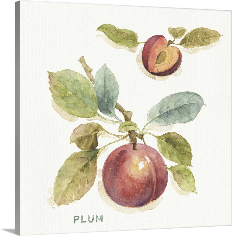 Watercolor illustration of a plum hanging off a branch.