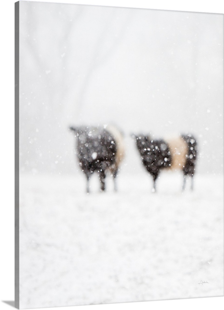 Artistic photograph of two cows standing in a snowy field with prominent blurring throughout.