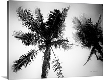 Palm Tree Looking Up II