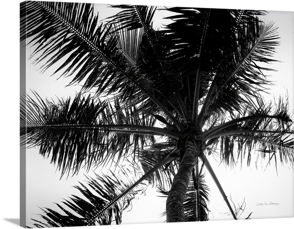 Palm Tree Looking Up III