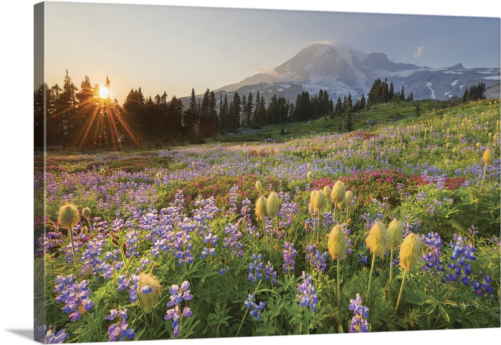 Sunset over Mount Rainier Paradise wildflower meadows. Containing a mixture of Western Anemone, Broadleaf Lupines, Pink Mo...