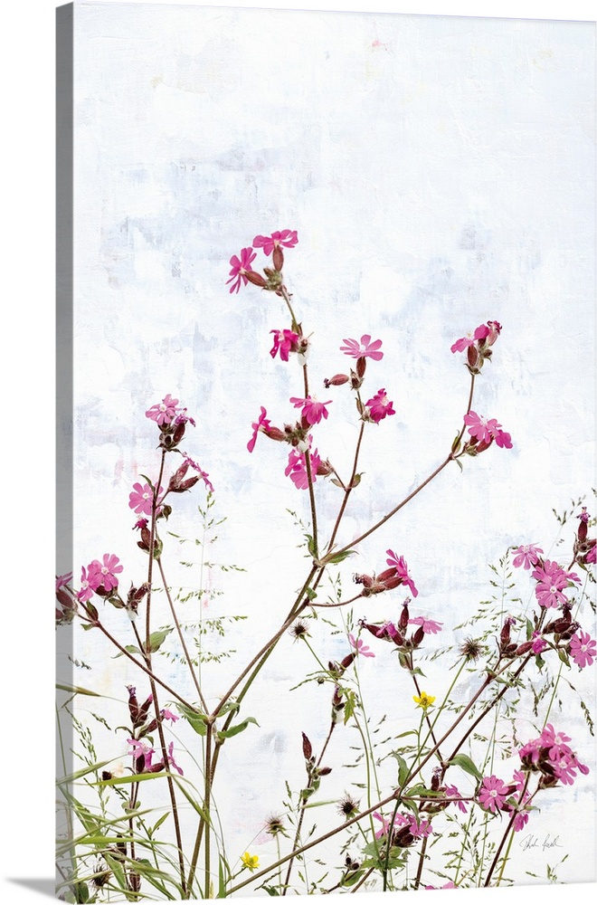 Pink Campion
