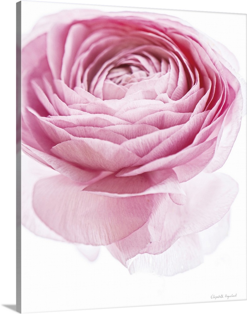 Photograph of a pink lady rose in muted tones that fade into the white background.