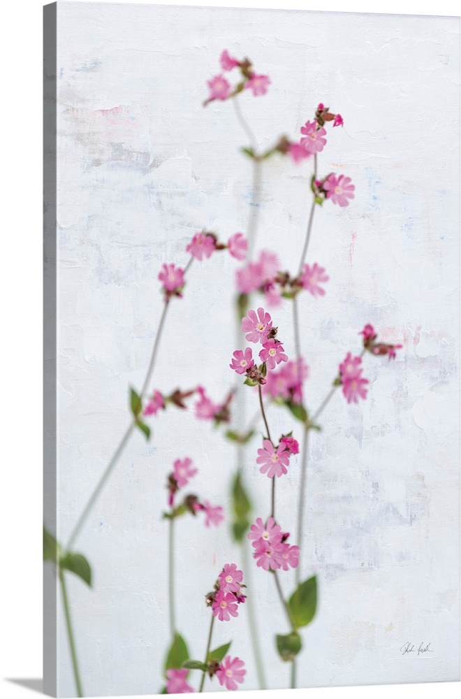 Pink Silene