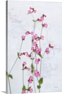 Pink Silene