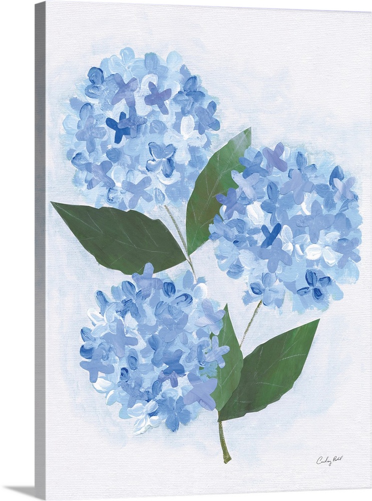 Providence Hydrangea I