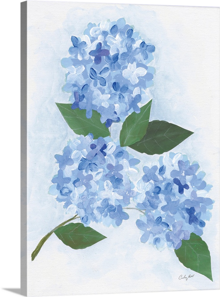 Providence Hydrangea II