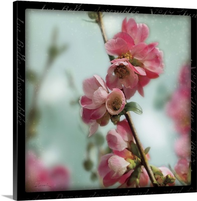 Quince Blossoms III