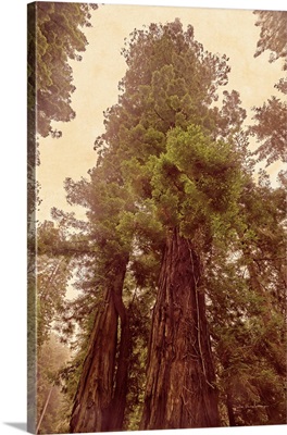 Redwoods II