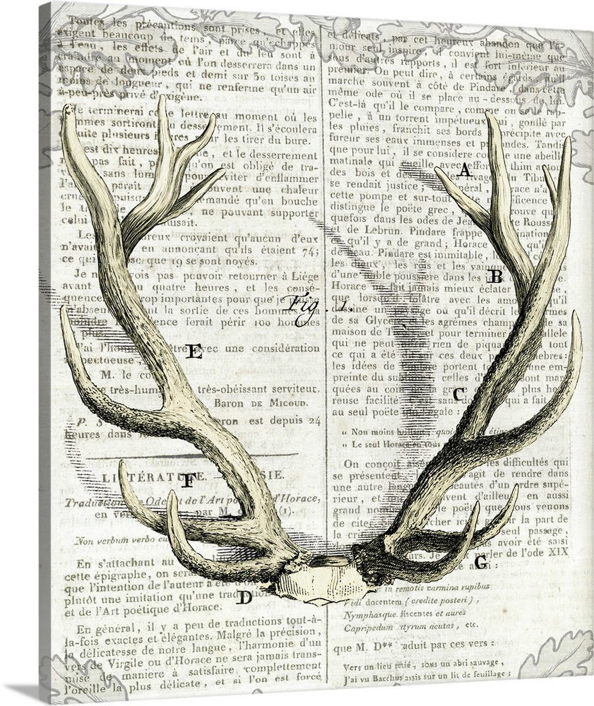 Artwork of deer antlers against a piece of vintage looking newsprint.