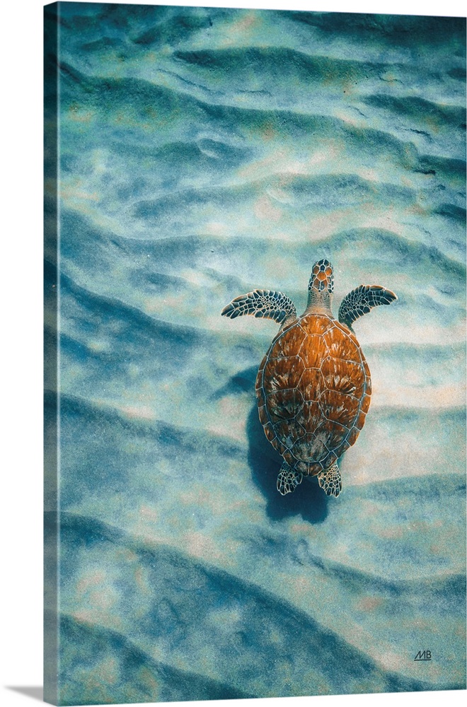 Sandbar Sea Turtle I