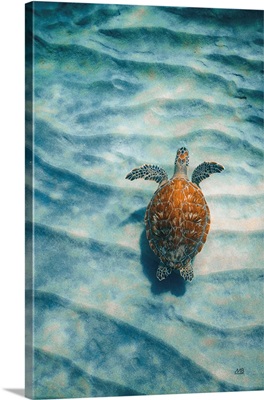 Sandbar Sea Turtle I