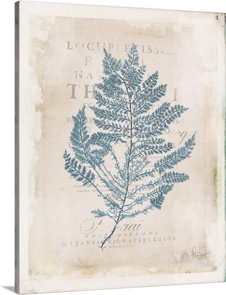 Vintage style illustration of blue seaweed with faded text in the background.