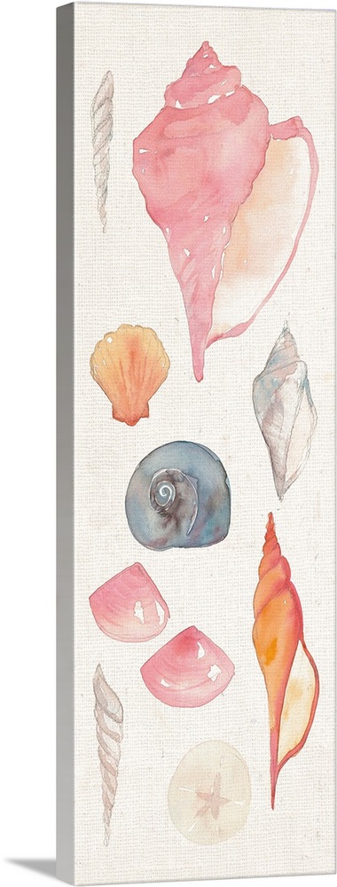 Watercolor painting of seashell types against a white background.