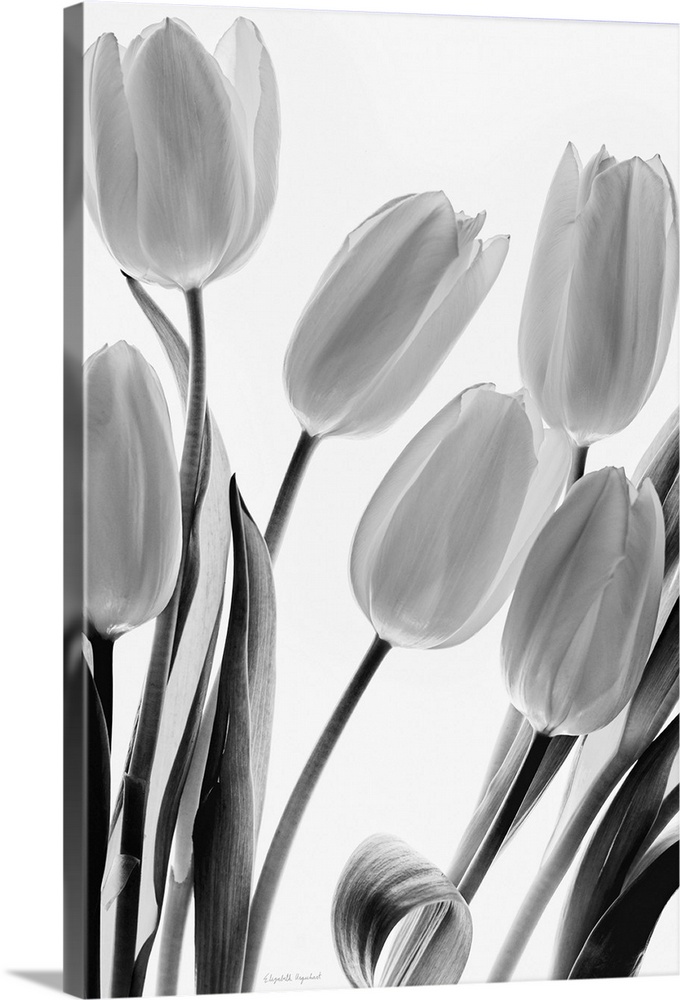 Black and white still life photograph of a bouquet of tulips on a bright white background.