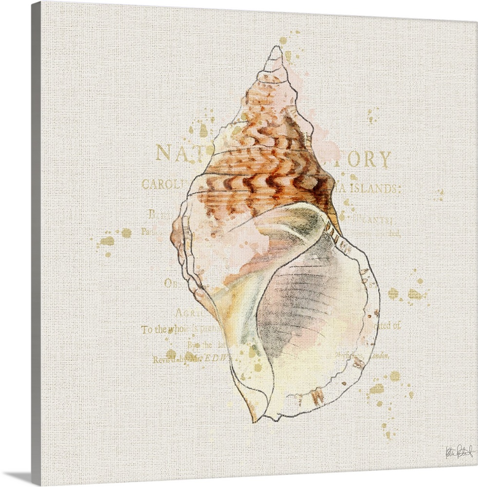 Square watercolor painting of a coral colored seashell with faint gold text in the background.