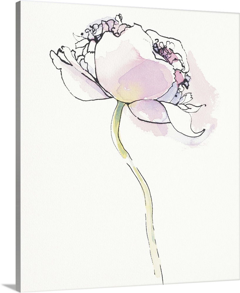 Watercolor painting of a pink poppy against a white background.