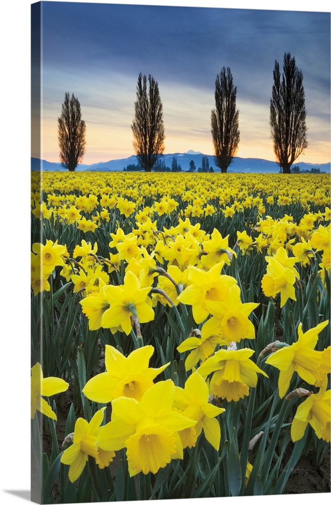 Fields of yellow daffodils in late March, Skagit Vallley, Washington