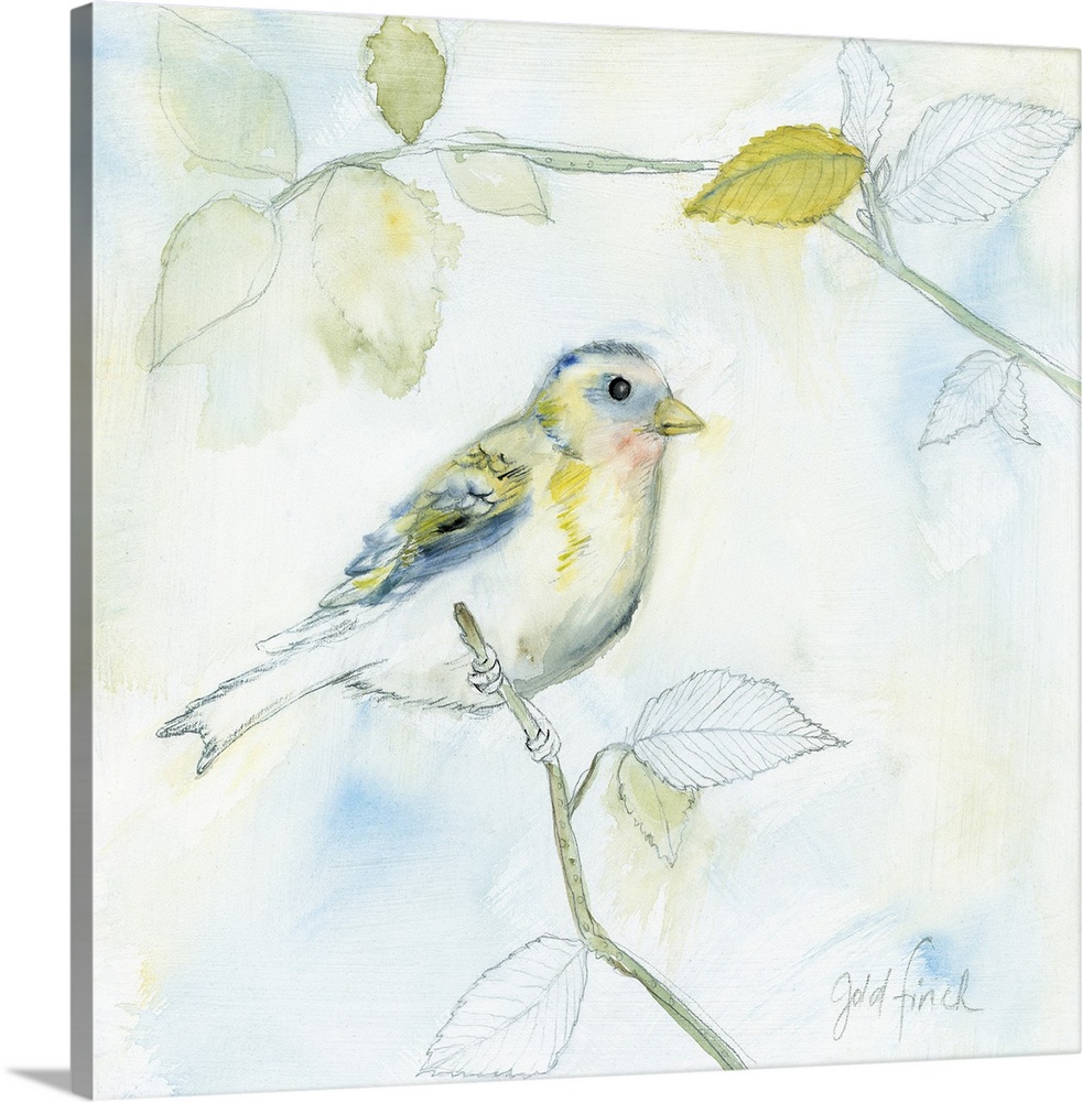 Square sketch of a gold finch perched on a branch and surrounded by leaves, all colored in with watercolors.