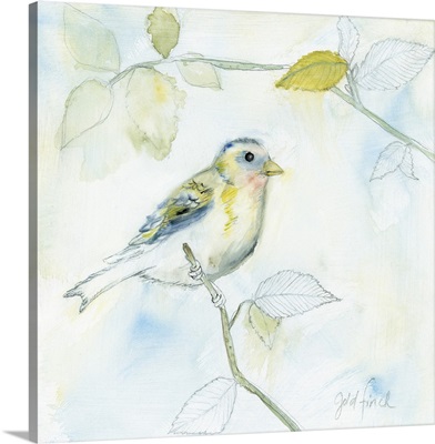 Sketched Songbird I