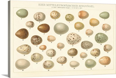 Song Bird Egg Chart v2
